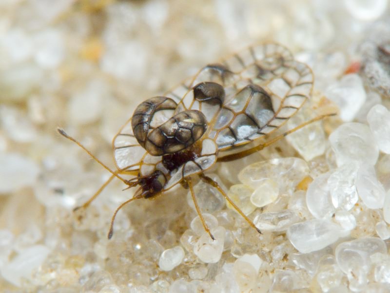 Galeatus affinis (Herrich-Schäffer, 1835)